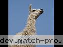 Machu-Picchu-026